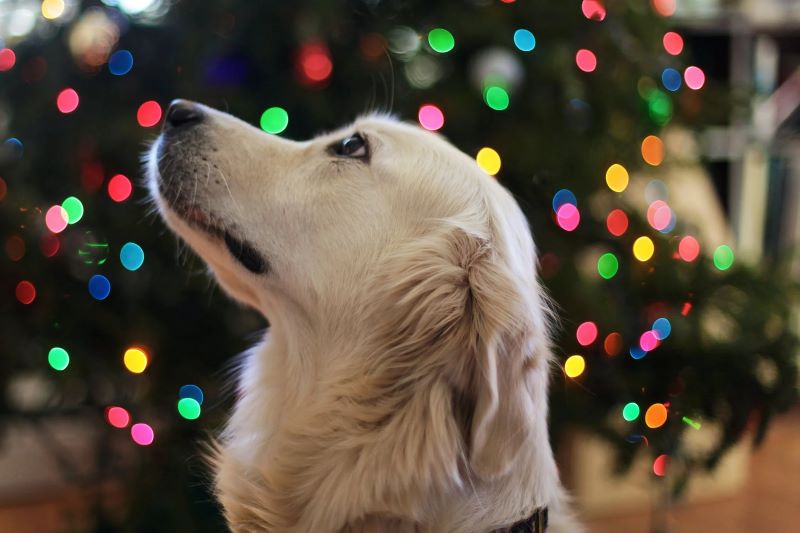 Why Unlit Artificial Christmas Trees Are the Perfect Option for the Eco-Conscious Holiday Decorator